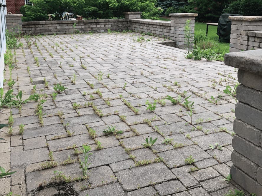 Paver Patio Cleaning - Before